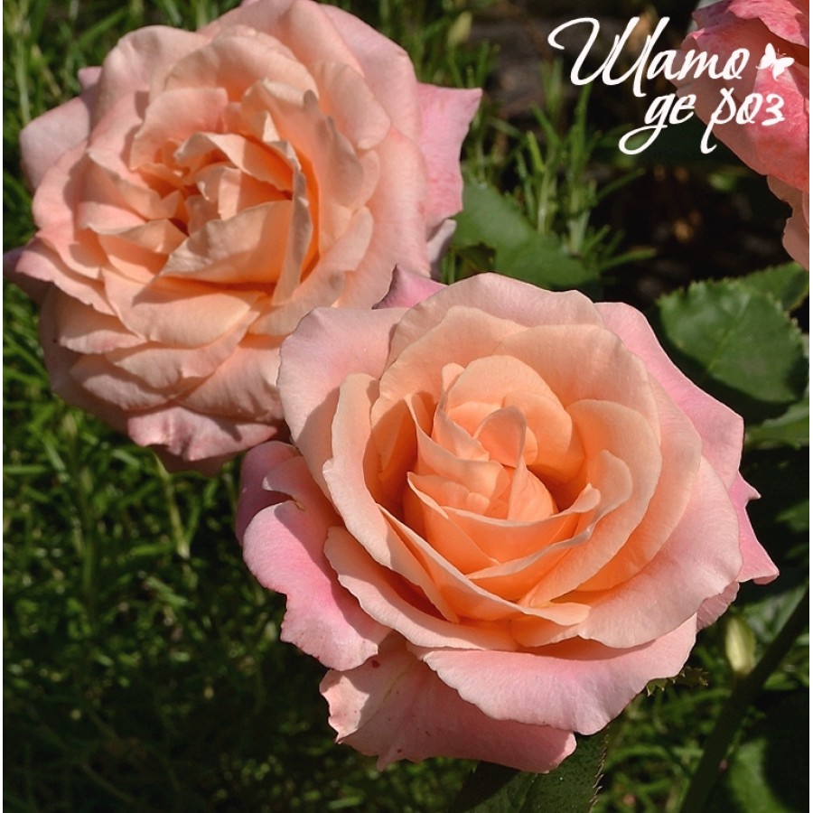 Miss Piggy (Мисс Пигги)-foto2