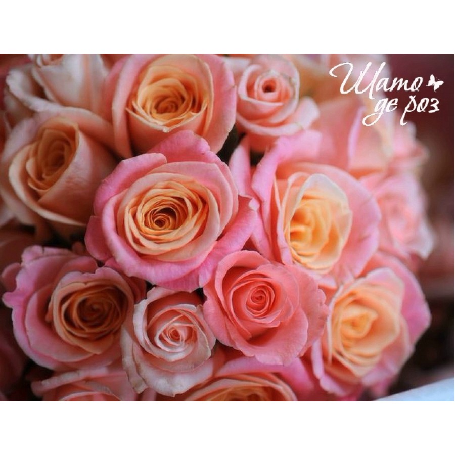 Miss Piggy (Мисс Пигги)-foto3