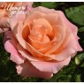 Miss Piggy (Мисс Пигги)