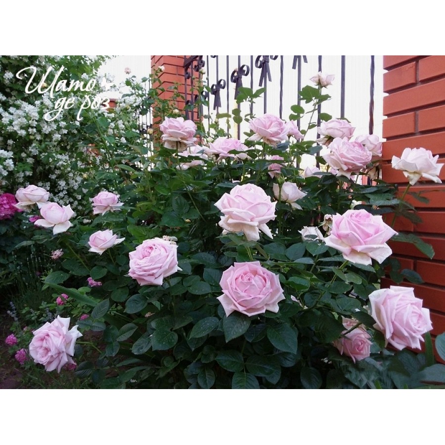 Myriam (Муриам)-foto3