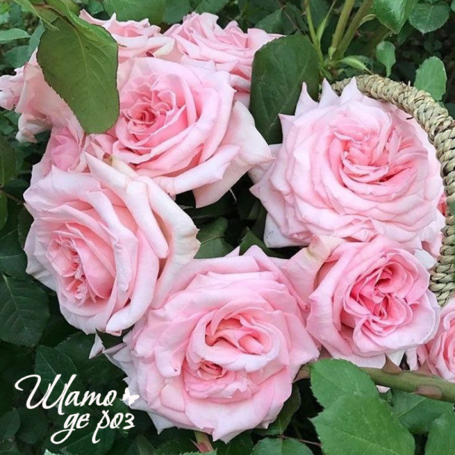 Pink O'Hara (Пинк О'Хара)