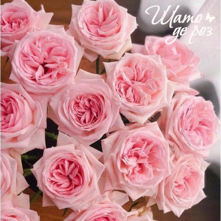 Pink O'Hara (Пинк О'Хара)-foto2