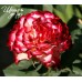 Spanish Dancer (Испанский танец) Spanish Dancer (Испанский танец)