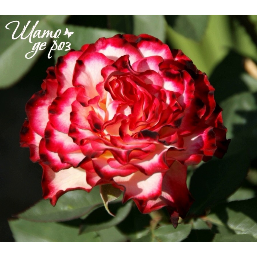 Spanish Dancer (Испанский танец)-foto2