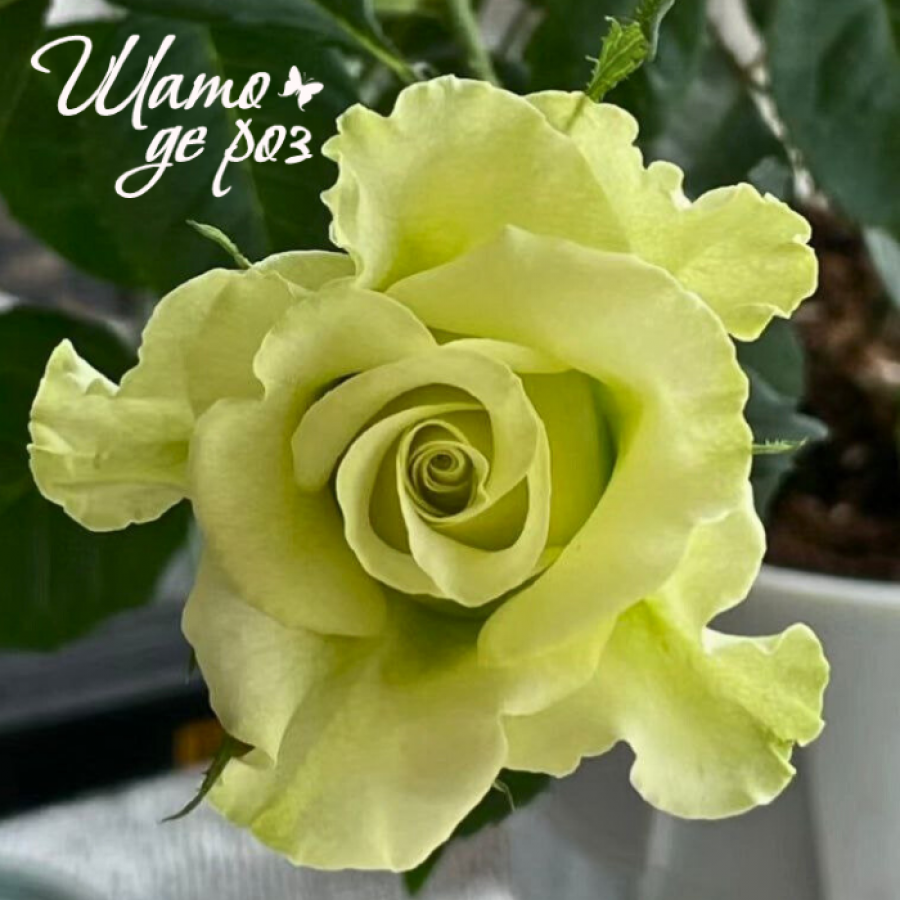 Super Green (Супер Грин)-foto2