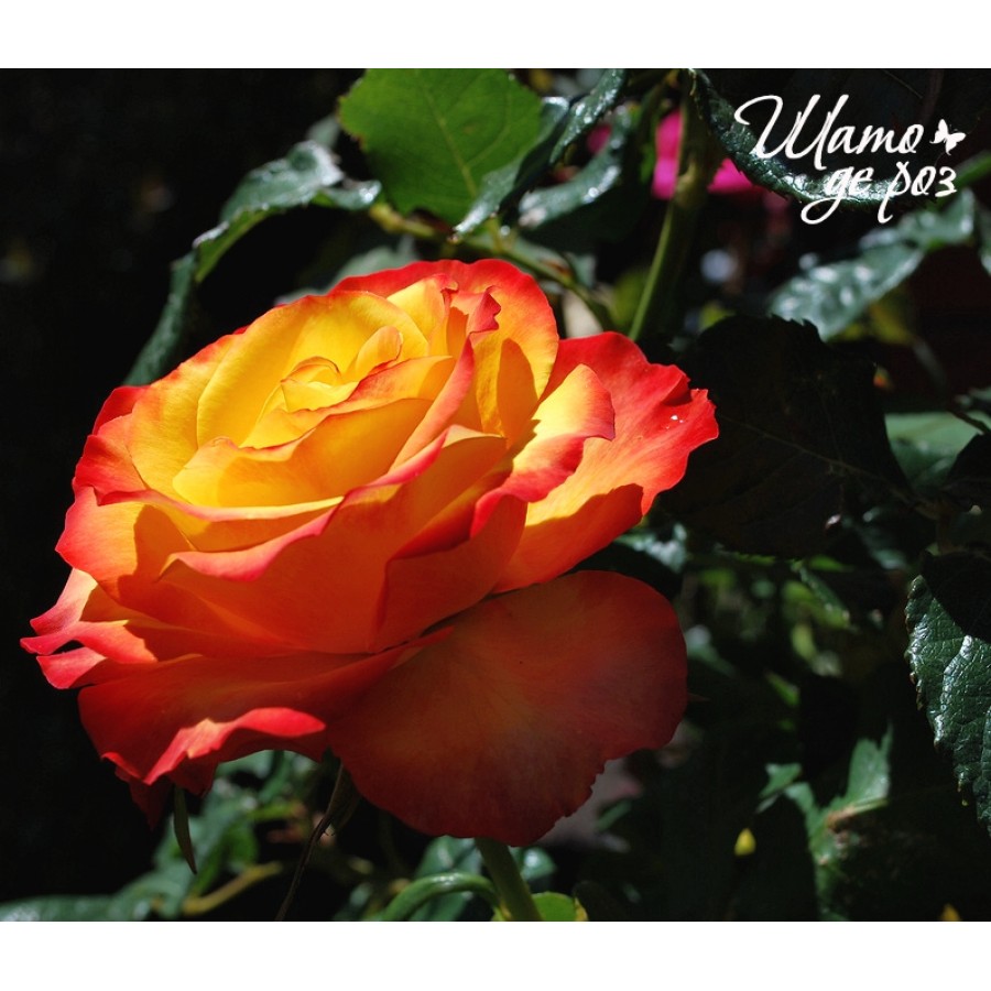 Tequila Sunrise (Текила Санрайз)-foto2