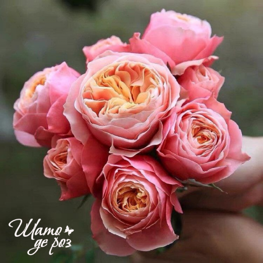 Vuvuzela (Вувузела)-foto4