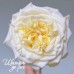 White Ashley (Вайт Эшли)