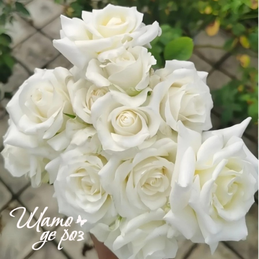 White Chocolate (Уайт Чоколейт)-foto2