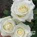 White Chocolate (Уайт Чоколейт) White Chocolate (Уайт Чоколейт)