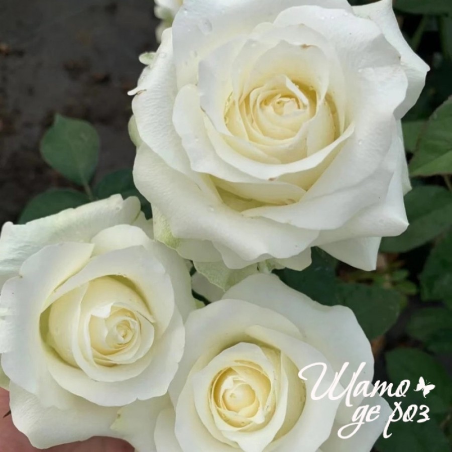 White Chocolate (Уайт Чоколейт)-foto3