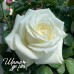 White Chocolate (Уайт Чоколейт) White Chocolate (Уайт Чоколейт)