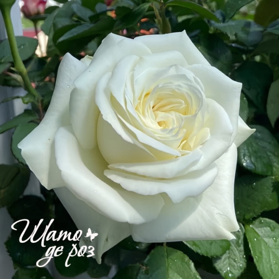 White Chocolate (Уайт Чоколейт)