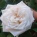 White O'Hara (Вайт О'Хара) White O'Hara (Вайт О'Хара)