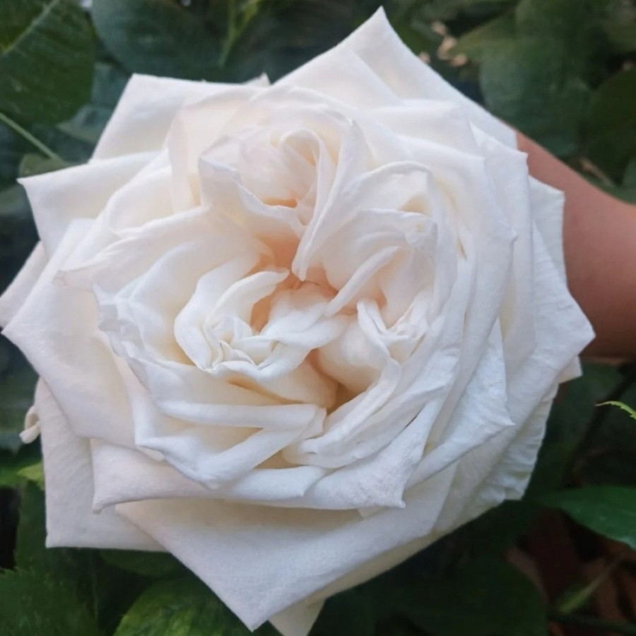 White O'Hara (Вайт О'Хара)-foto2