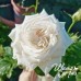 White O'Hara (Вайт О'Хара) White O'Hara (Вайт О'Хара)