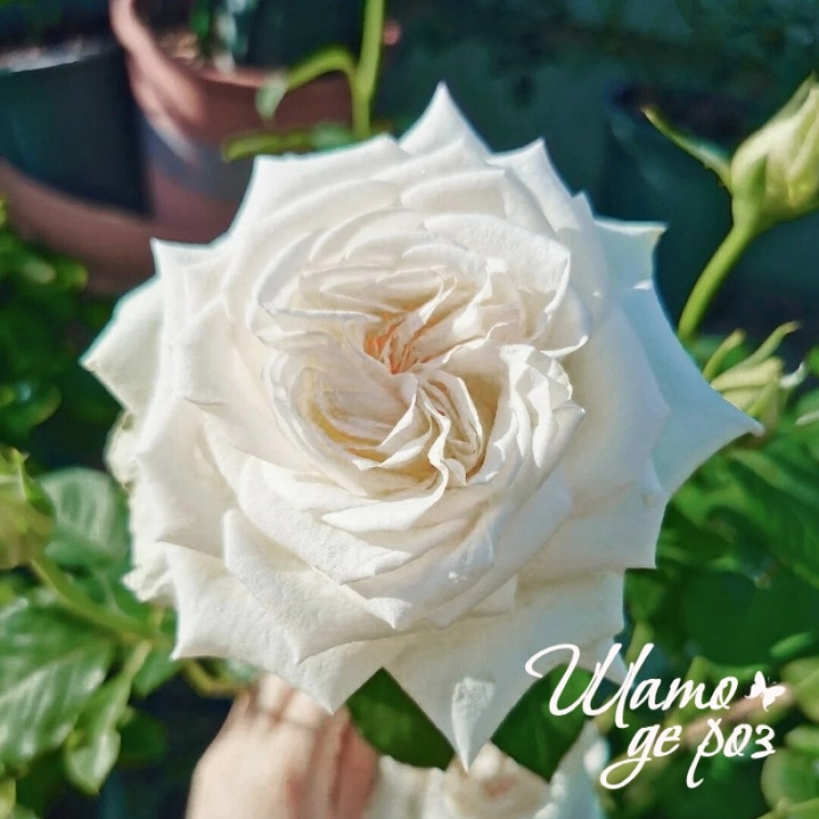 White O'Hara (Вайт О'Хара)-foto3