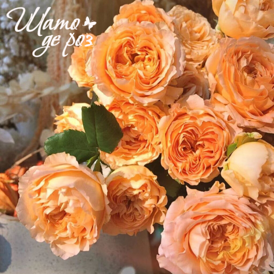 Apricot Lace (Эприкот Лейс)