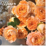 Apricot Lace (Эприкот Лейс)