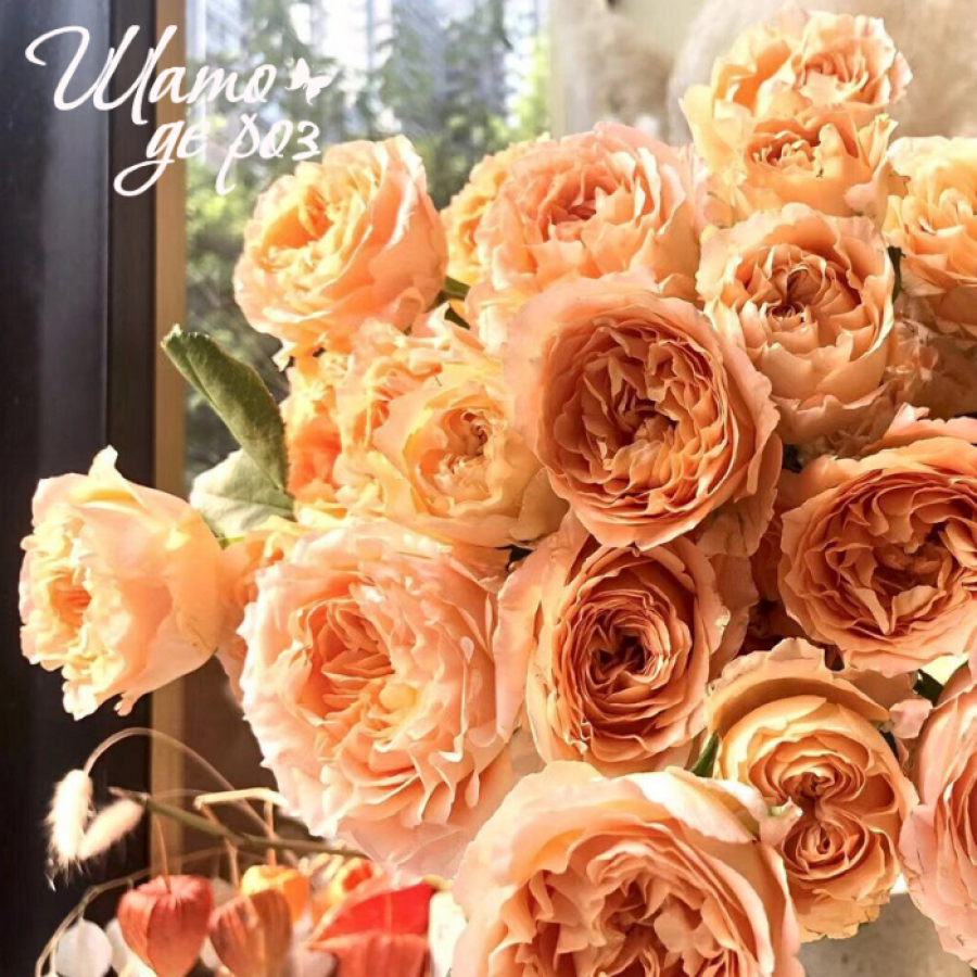 Apricot Lace (Эприкот Лейс)-foto2