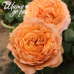 Apricot Lace (Эприкот Лейс)