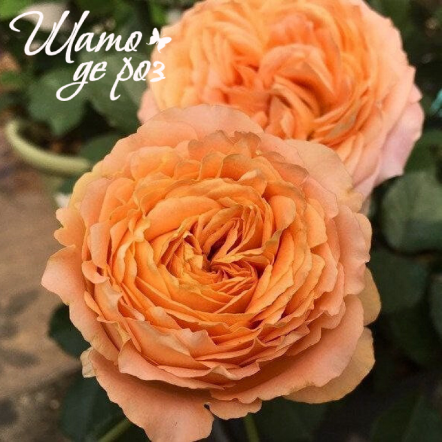 Apricot Lace (Эприкот Лейс)-foto3