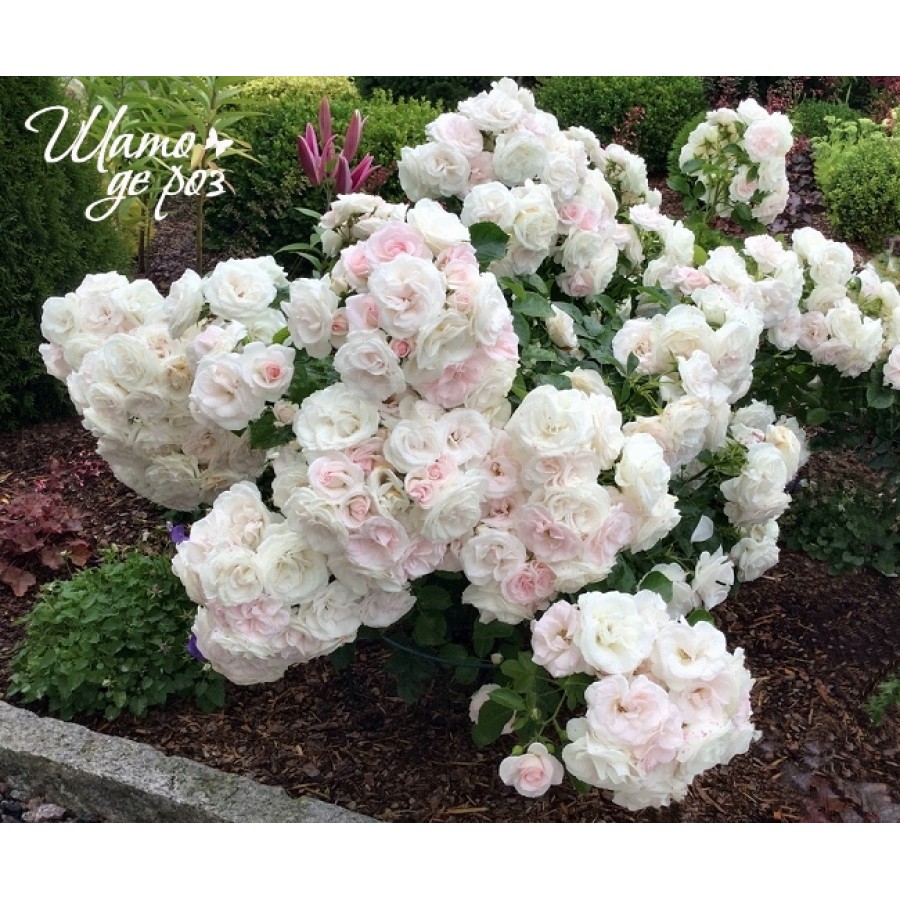 Aspirin Rose (Аспирин Роуз)-foto2