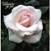 Aspirin Rose (Аспирин Роуз)