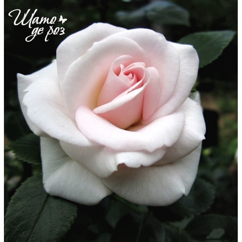 Aspirin Rose (Аспирин Роуз)