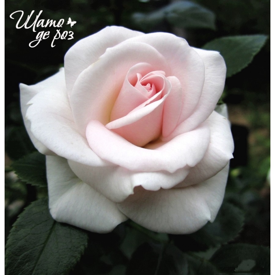 Aspirin Rose (Аспирин Роуз)