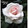 Aspirin Rose (Аспирин Роуз)