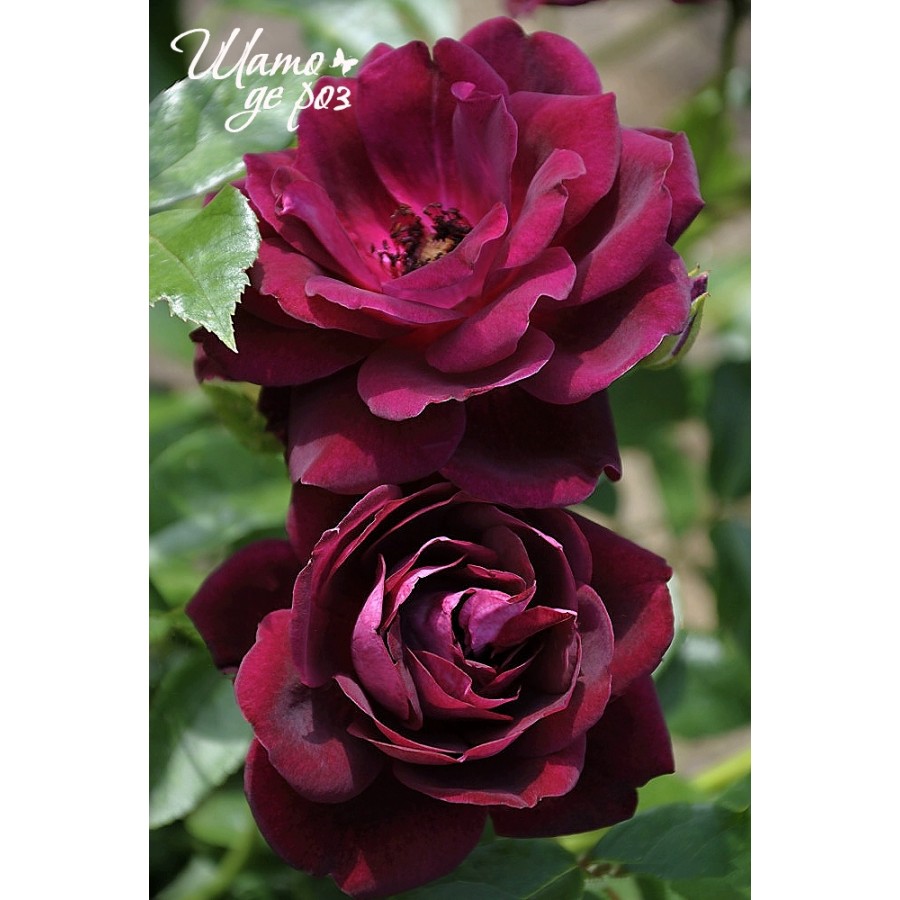Burgundy Ice (Бургунди Айс) Burgundy Ice (Бургунди Айс)