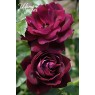 Burgundy Ice (Бургунди Айс)