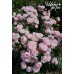 Hans Gonewein Rose (Ханс Гоневейн Роуз) Hans Gonewein Rose (Ханс Гоневейн Роуз)
