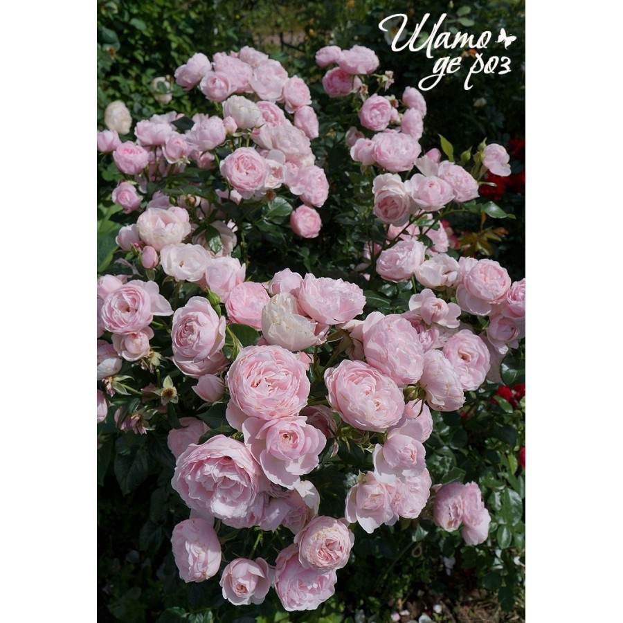 Hans Gonewein Rose (Ханс Гоневейн Роуз)-foto2