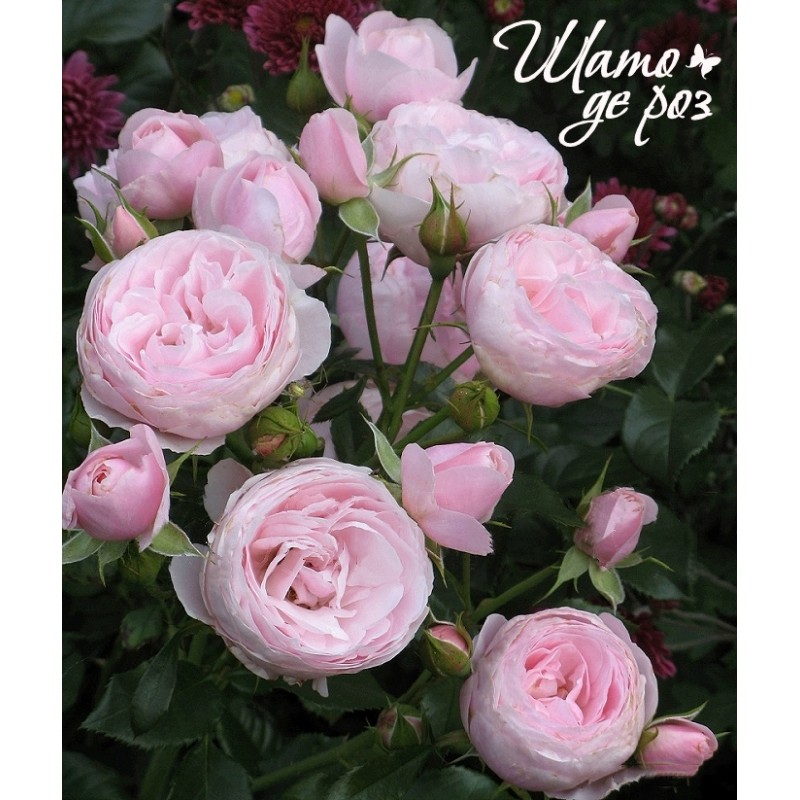 Hans Gonewein Rose (Ханс Гоневейн Роуз) Hans Gonewein Rose (Ханс Гоневейн Роуз)