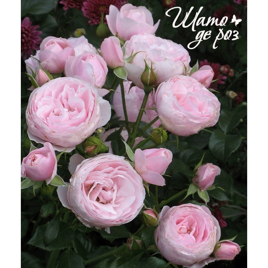 Hans Gonewein Rose (Ханс Гоневейн Роуз)