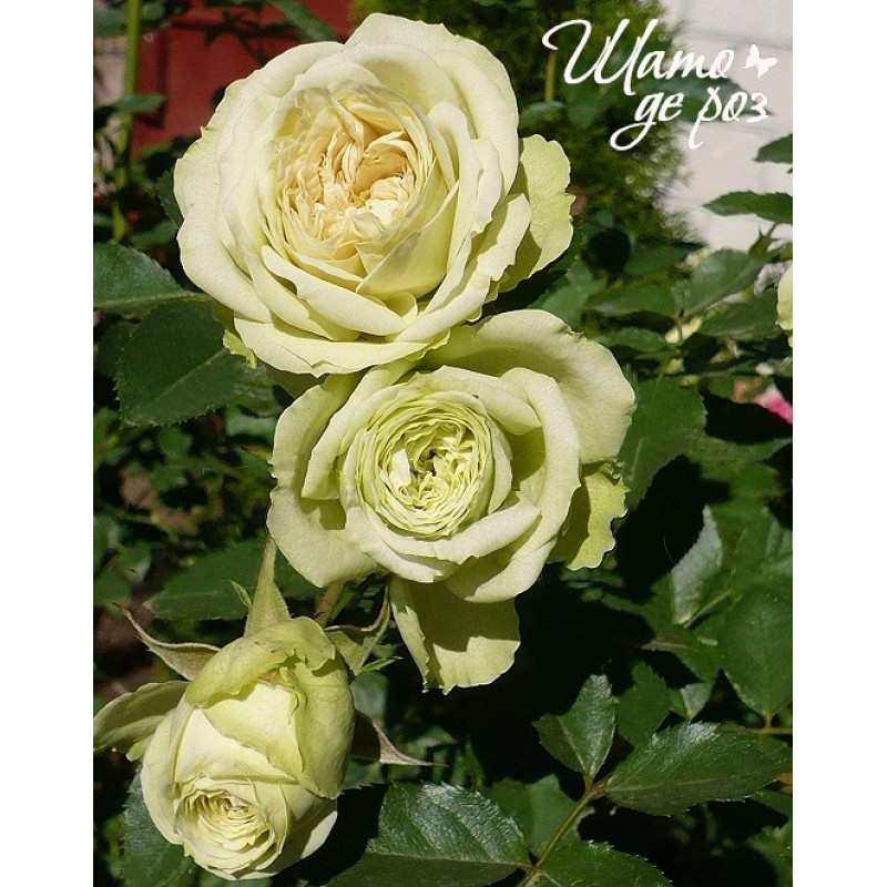 Lovely Green (Лавли Грин)