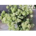 Lovely Green (Лавли Грин)