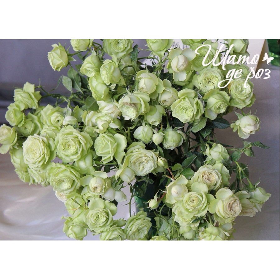 Lovely Green (Лавли Грин)-foto3