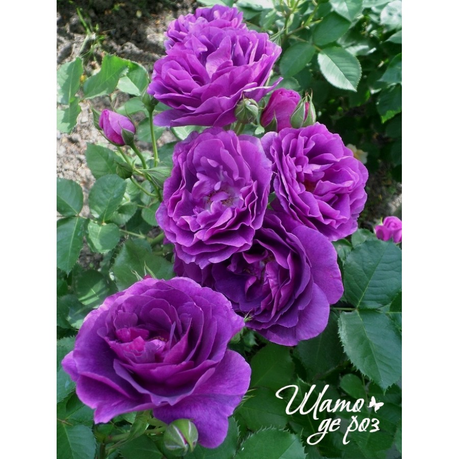 Minerva (Минерва)-foto3