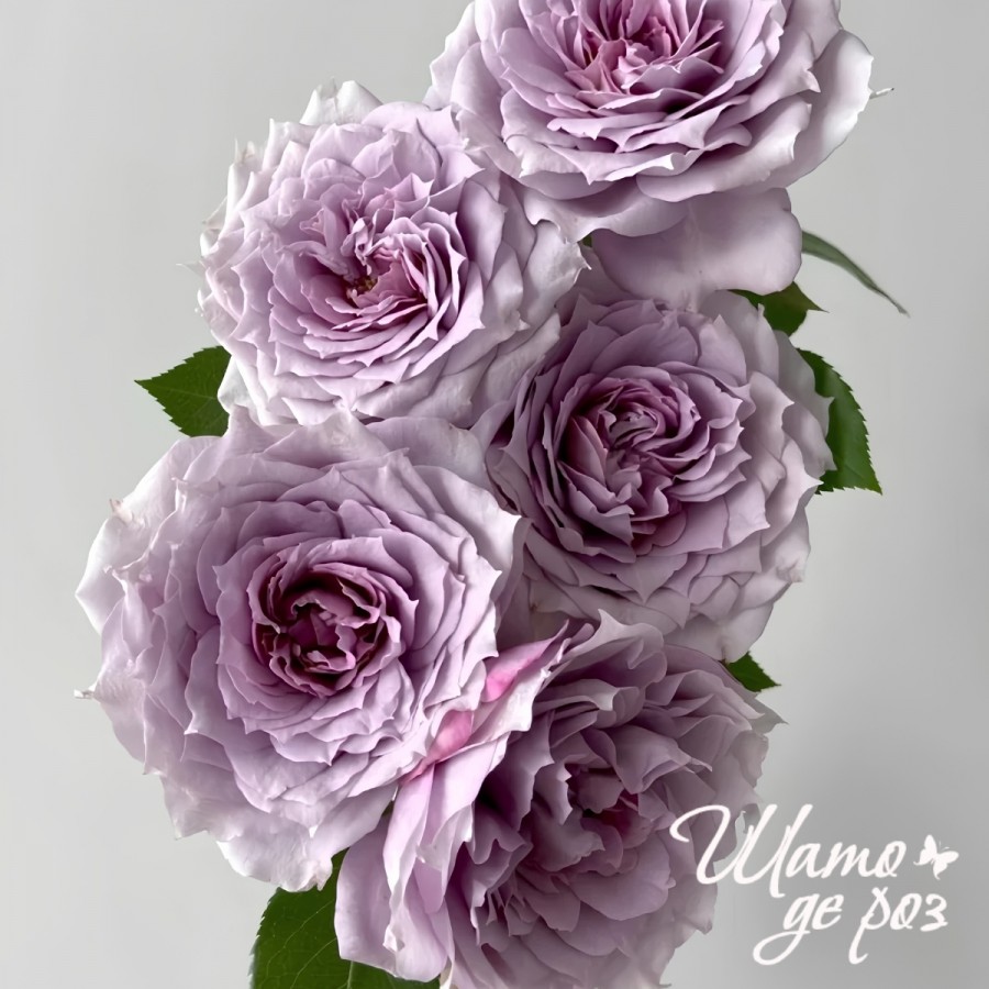 Novalis (Новалис)