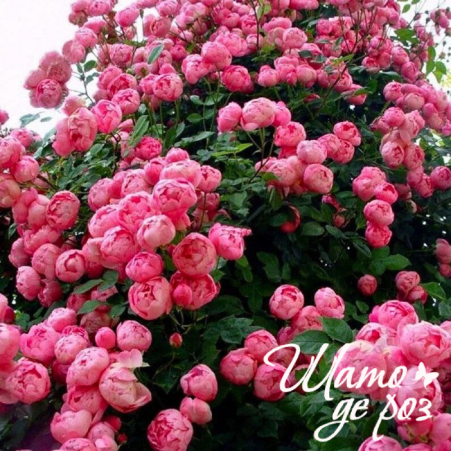 Pomponella (Помпонелла)-foto4