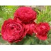 Rose des 4 Vents (Роза четырех ветров)