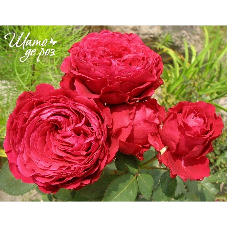 Rose des 4 Vents (Роза четырех ветров)-foto2