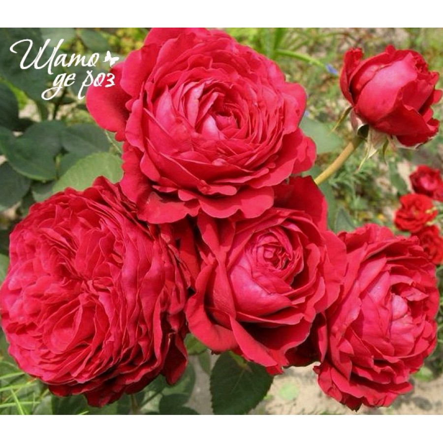 Rose des 4 Vents (Роза четырех ветров)