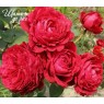 Rose des 4 Vents (Роза четырех ветров)
