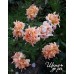 Ruffles Dream (Раффлс Дрим)