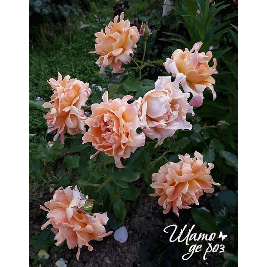 Ruffles Dream (Раффлс Дрим)-foto3