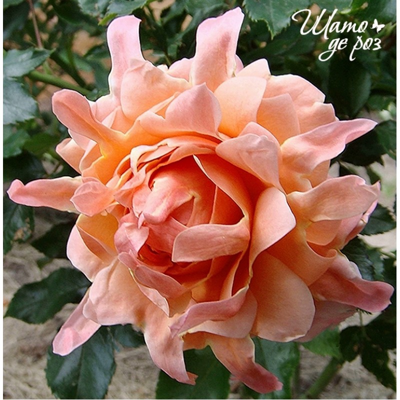 Ruffles Dream (Раффлс Дрим)